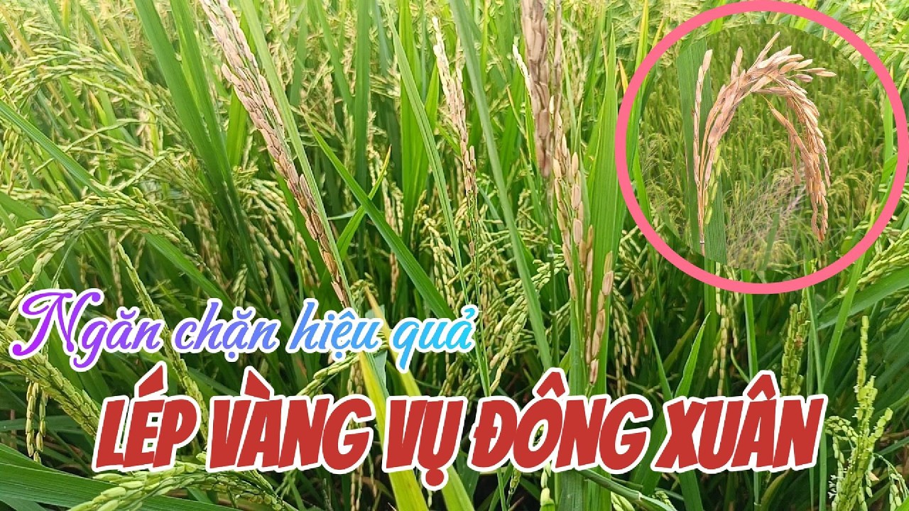 Ngăn chặn lép vàng vụ đông xuân hiệu quả | Hai Lúa Vàng