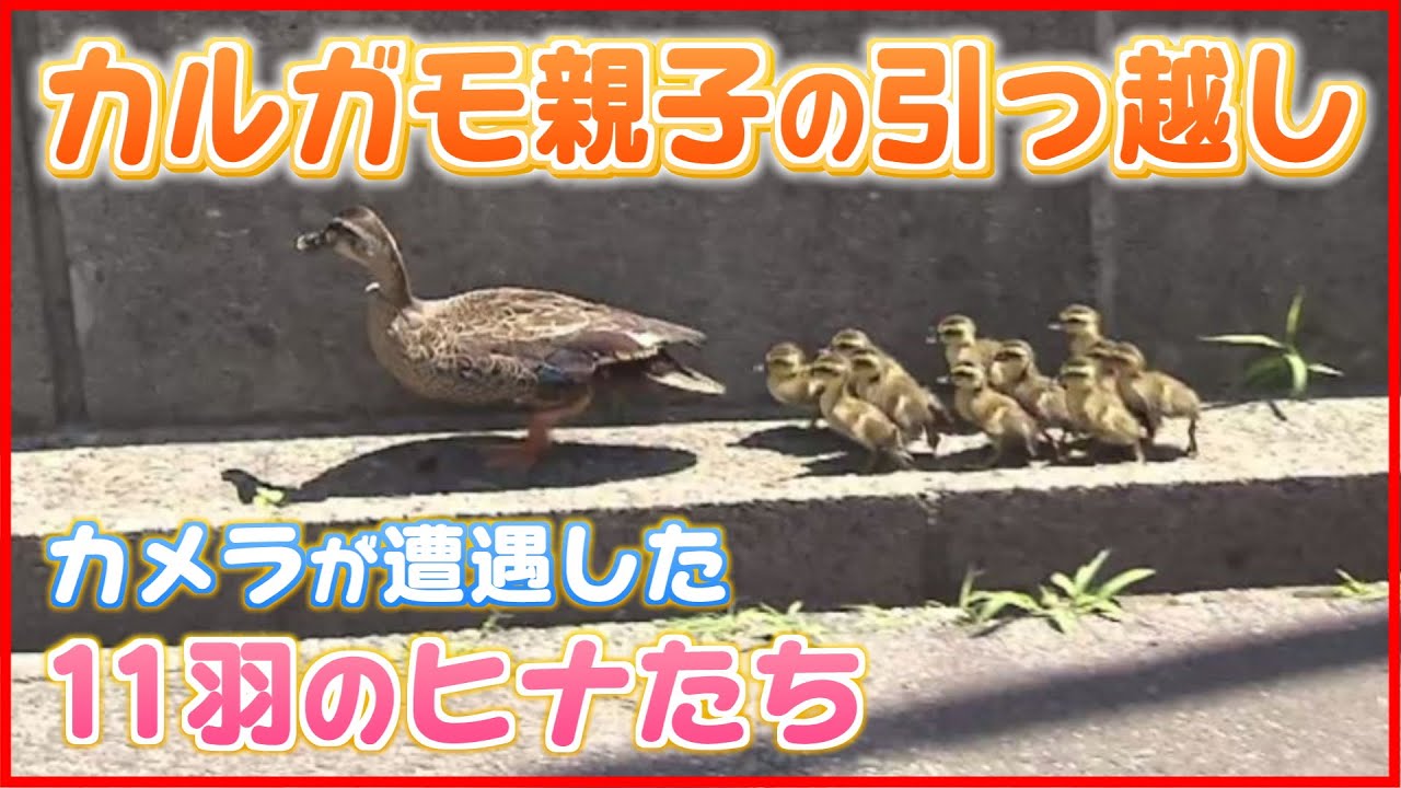 【その後どうなった？】カルガモ親子の大冒険　引っ越しは…一夜明けて 《新潟》
