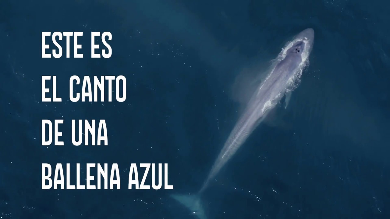 El dialecto de la ballena azul / Ladera Salvaje