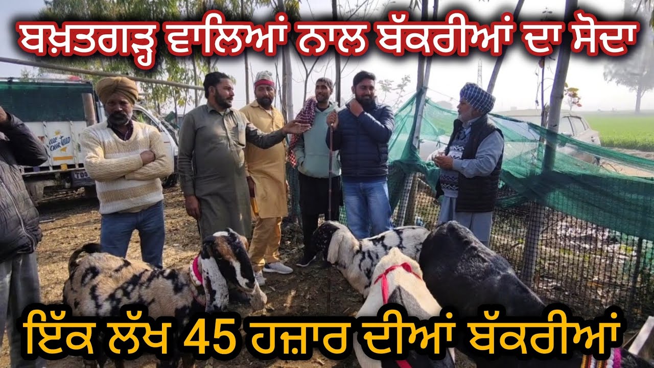 ਬਖ਼ਤਗੜ੍ਹ ਵਾਲਿਆਂ ਨਾਲ ਬੱਕਰੀਆਂ ਦਾ ਸੋਦਾ Mullanpur Bakra Mandi #live_sauda #goatfarm #rajudirba #farming 