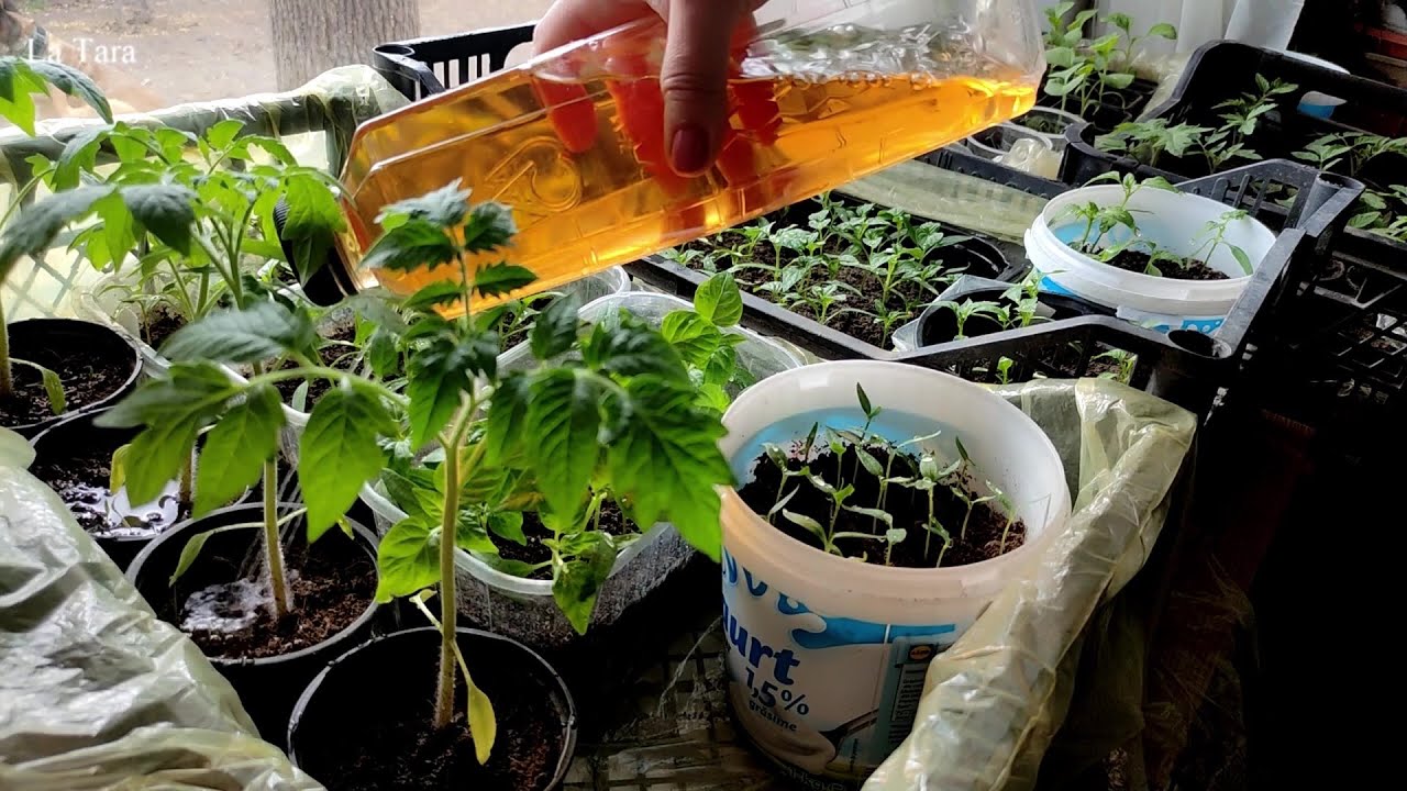 Infuzia din coji de ceapă - Îngrășământ, insecticid și dezinfectant natural pentru plante
