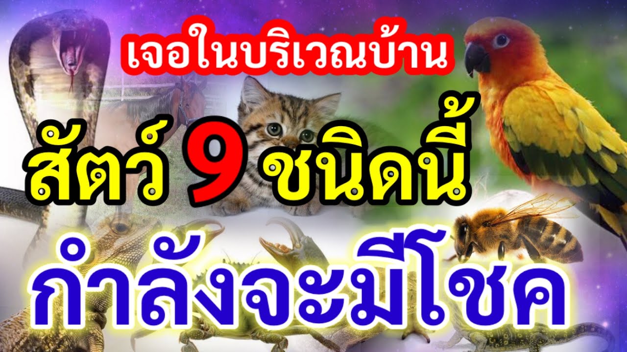เช็คด่วน! ถ้าเจอ สัตว์ 9 ชนิดนี้ เข้าบ้าน เขากำลังจะนำโชคมาให้ ถูกหวย รวยรางวัลที่ 1 !!!
