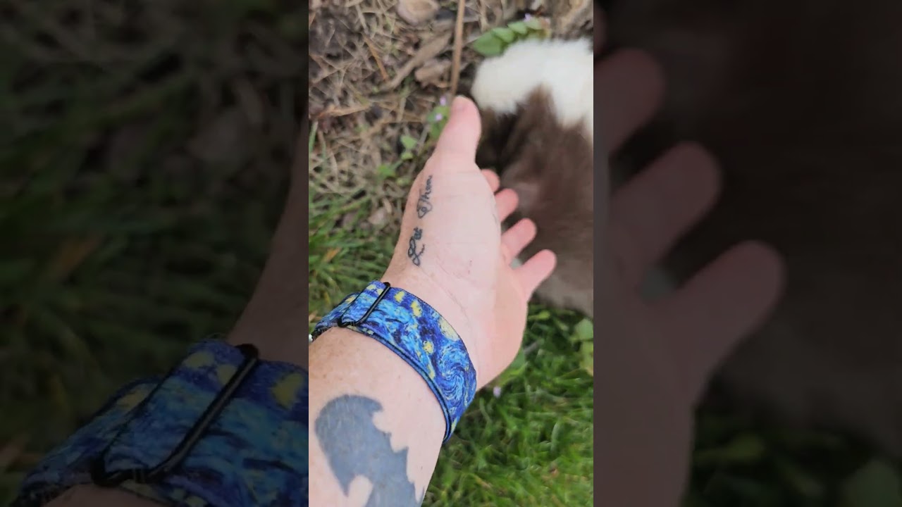 digging for them grubs! #skunks #skunkstripe #funny #cute