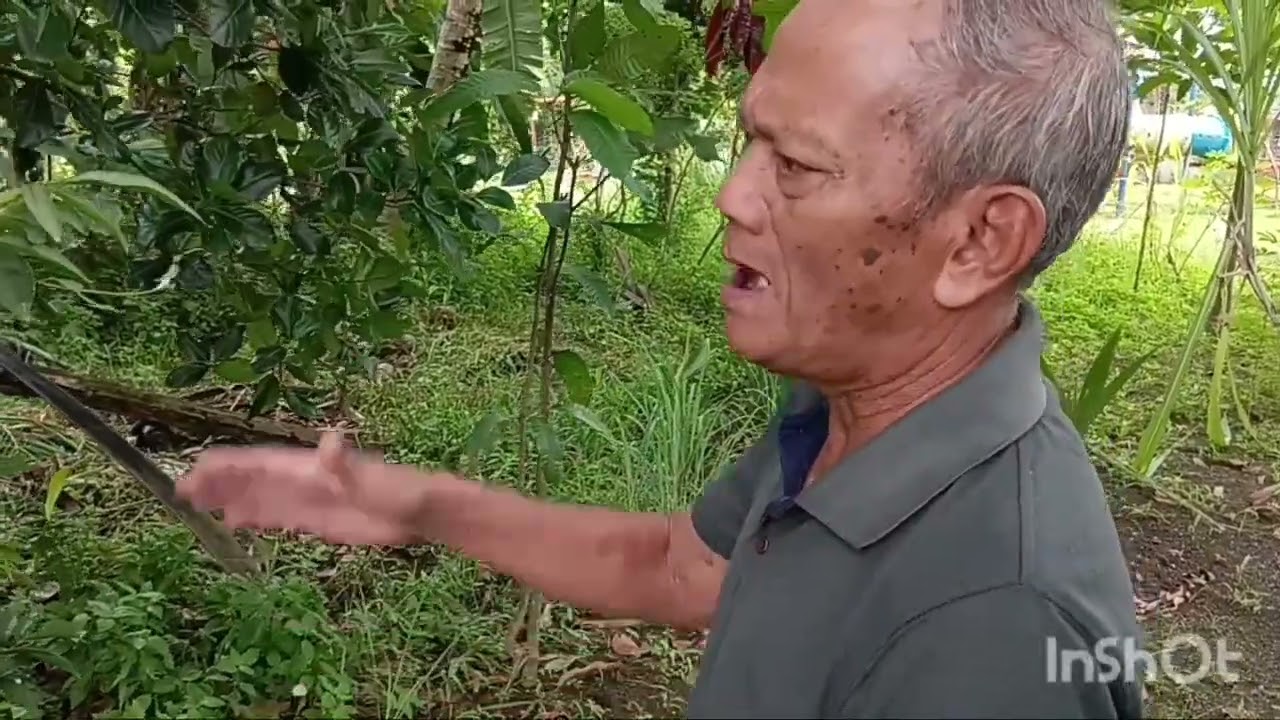 Pokok Mahkota Dewa 