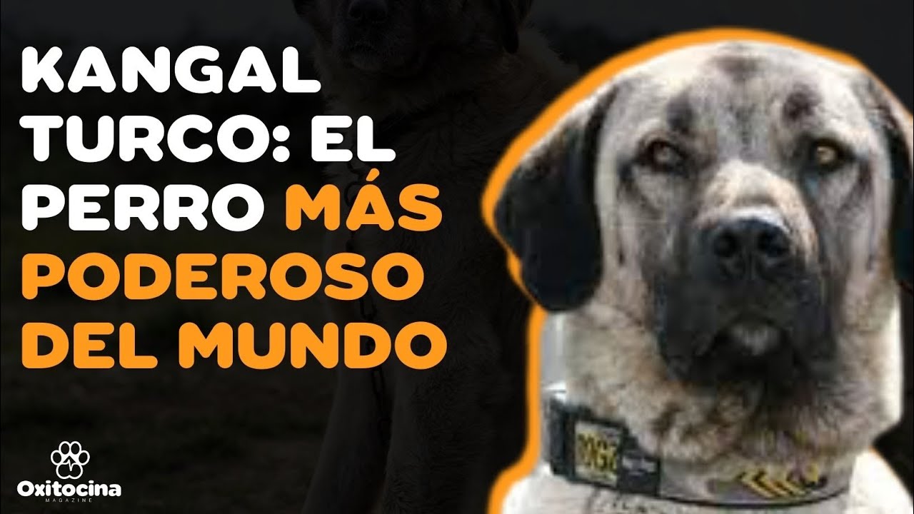 9 COSAS que debes SABER sobre el KANGAL TURCO (PASTOR DE ANATOLIA)