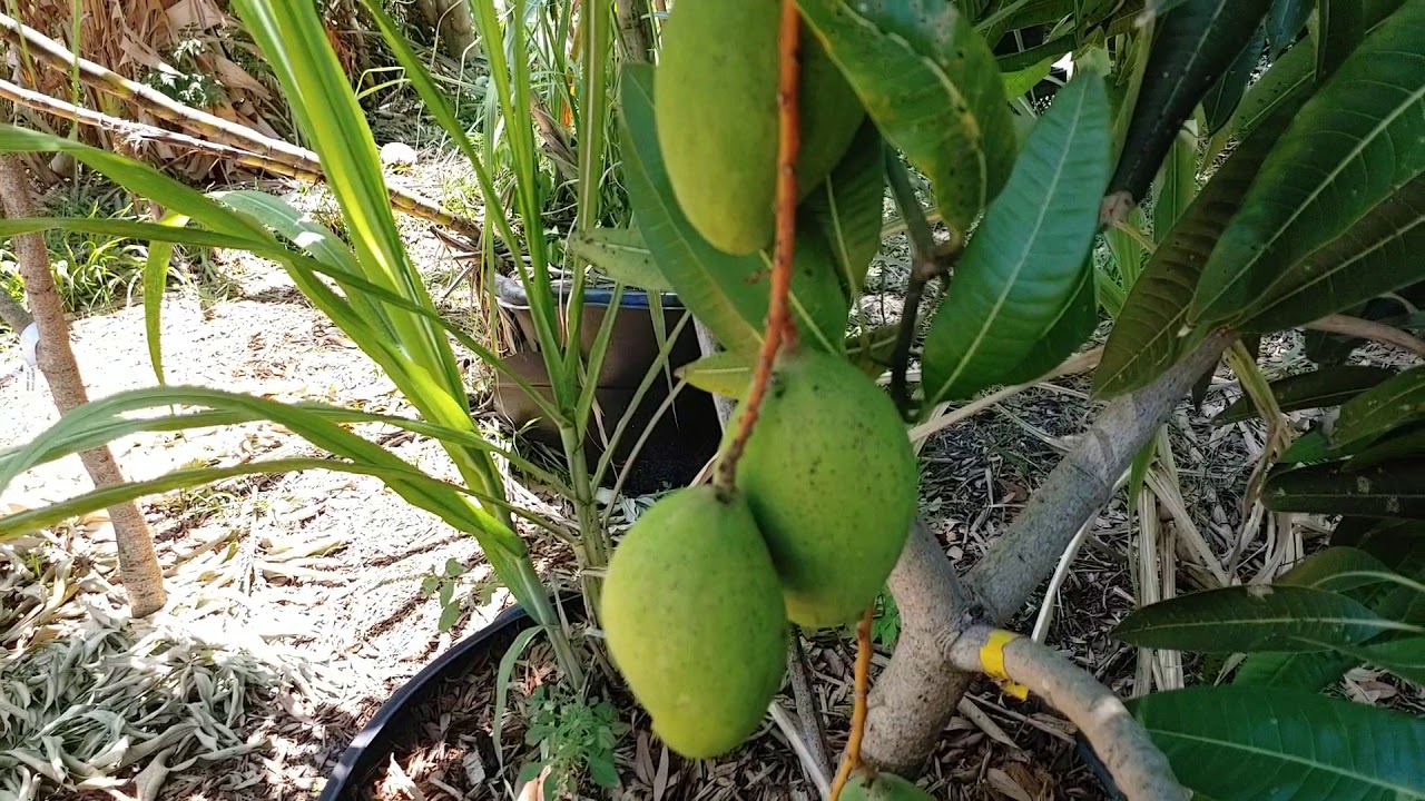 Pickering mango tree and it's production🍈🌿🍈🌿🍈🌿🍈🌿🍈🌿🍈🌿