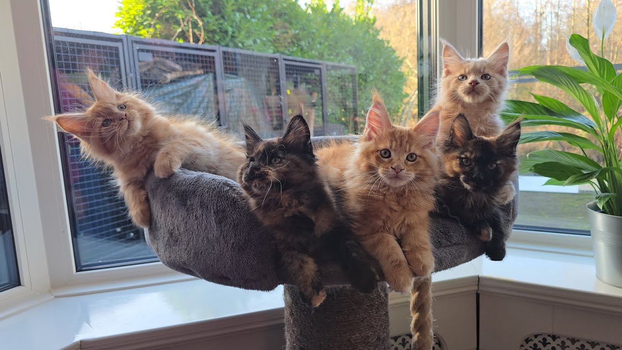 Zondag, vandaag een MAINECOON video. Hoe is het met de KITTENS? LEMAX kerstdorp bezoeken.  