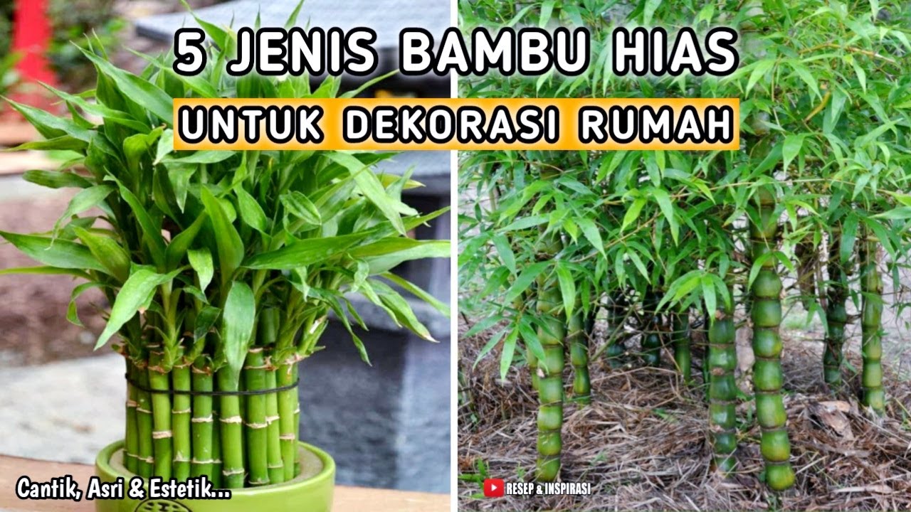 5 JENIS BAMBU HIAS YANG COCOK UNTUK DEKORASI RUMAH