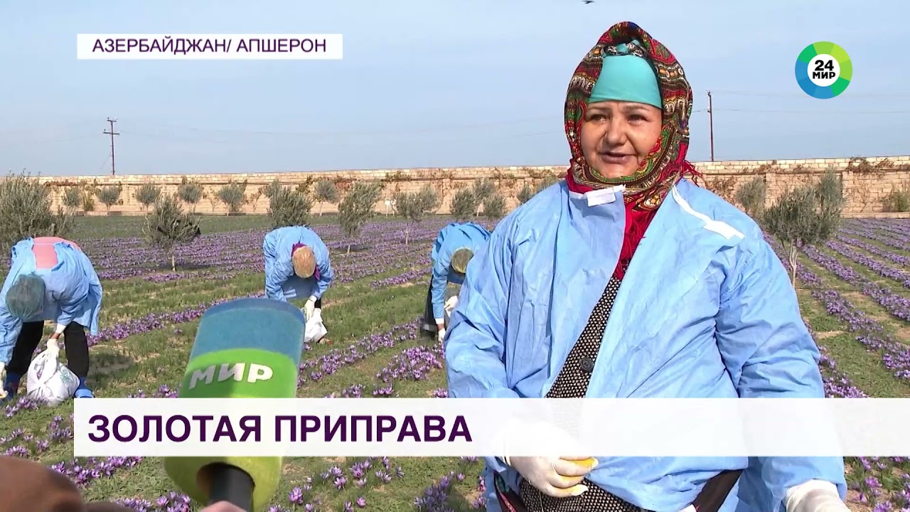 Золотая приправа: в Азербайджане собирают шафран