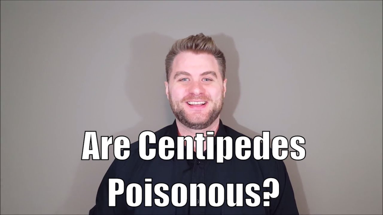 Are Centipedes Poisonous?