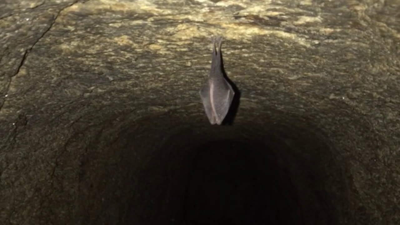 Cueva en monte de a Madroa (Vigo rías baixas)