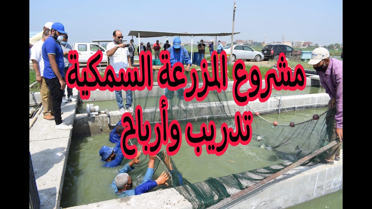 مشروع المزرعة السمكية.. كيف تحصل على تدريب من المركز الدولي للأسماك؟