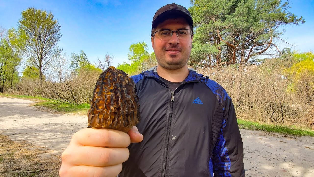 ГРИБИ-ГІГАНТИ І КАРТА ГРИБІВ. ЗМОРШКИ ЩЕ Є!