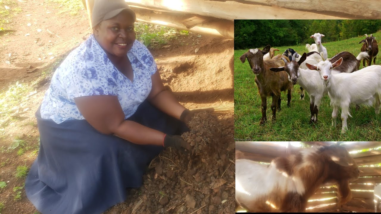 Скрытое сокровище в козьем навозе.