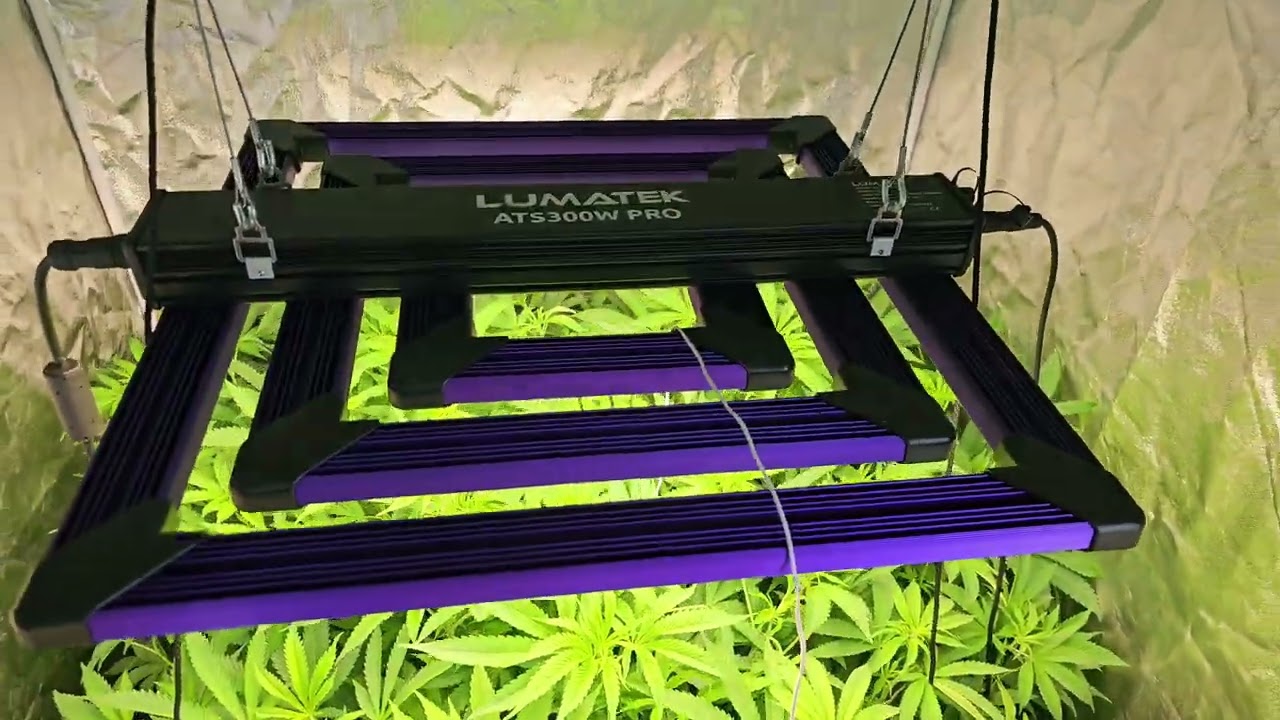 Caligrow Floweringday 5. Runtz Muffin, #Wedding Cake, Purple Punch , Biscotti Mintz etc..