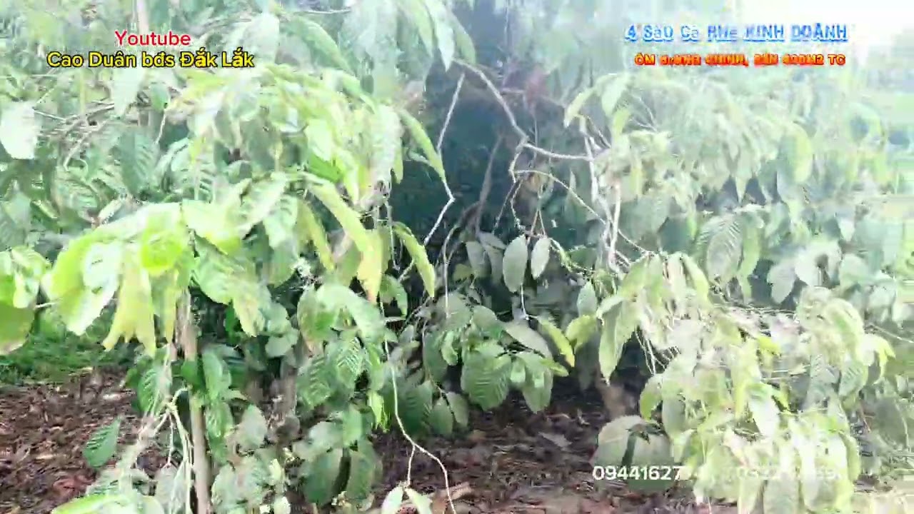 Vườn cà phê giữa dân cư, ôm đường chính 30m, 3 mặt tiền, sẵn 400m2tc. 1 tỷ 400tr, lh: 0944162774