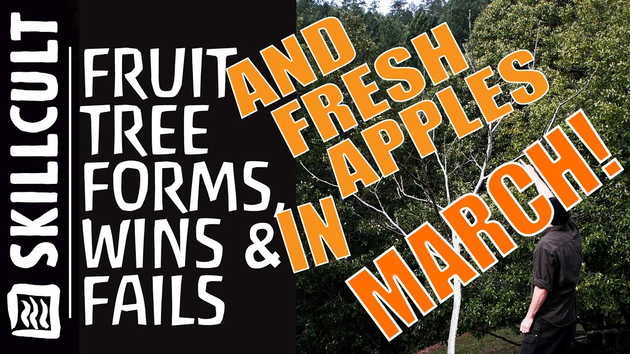 ПОБЕДЫ и НЕУДАЧИ по формированию плодовых и ореховых деревьев, урокам и корректирующей обрезке