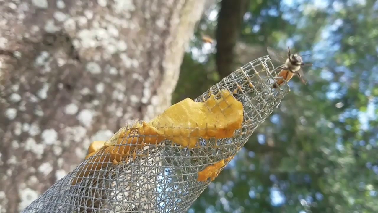Honeybee Trap-out - Lakeland, FL - 8-1-17