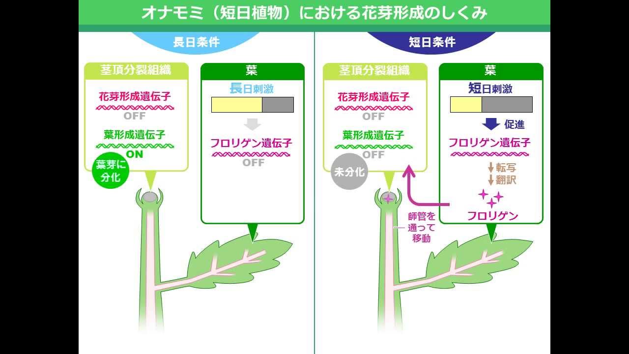 日長と花芽形成の時期（ゆうきのバイオロジー）