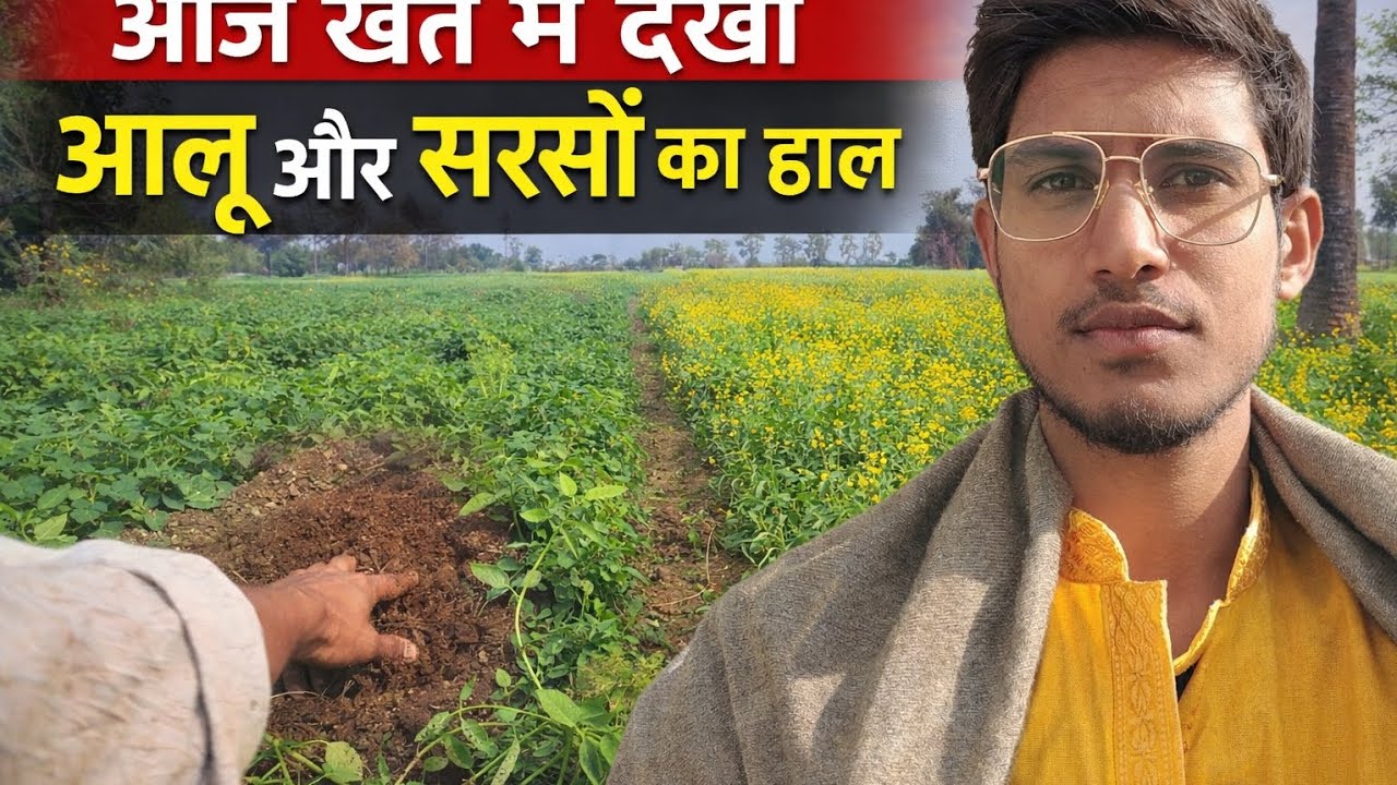 आज खेत में देखा आलू और सरसों का हाल