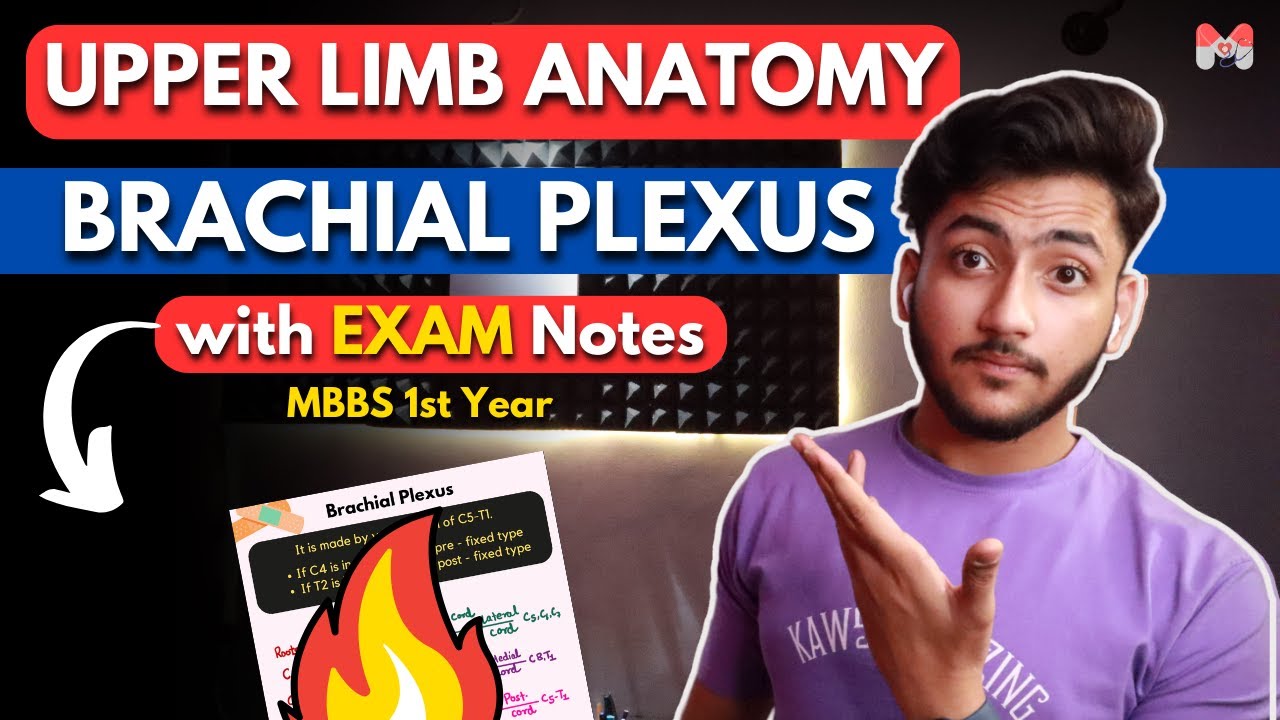 Upper Limb Anatomy - Brachial Plexus | MBBS 1st Year | Full Explanation With Exam Notes | MBBS World