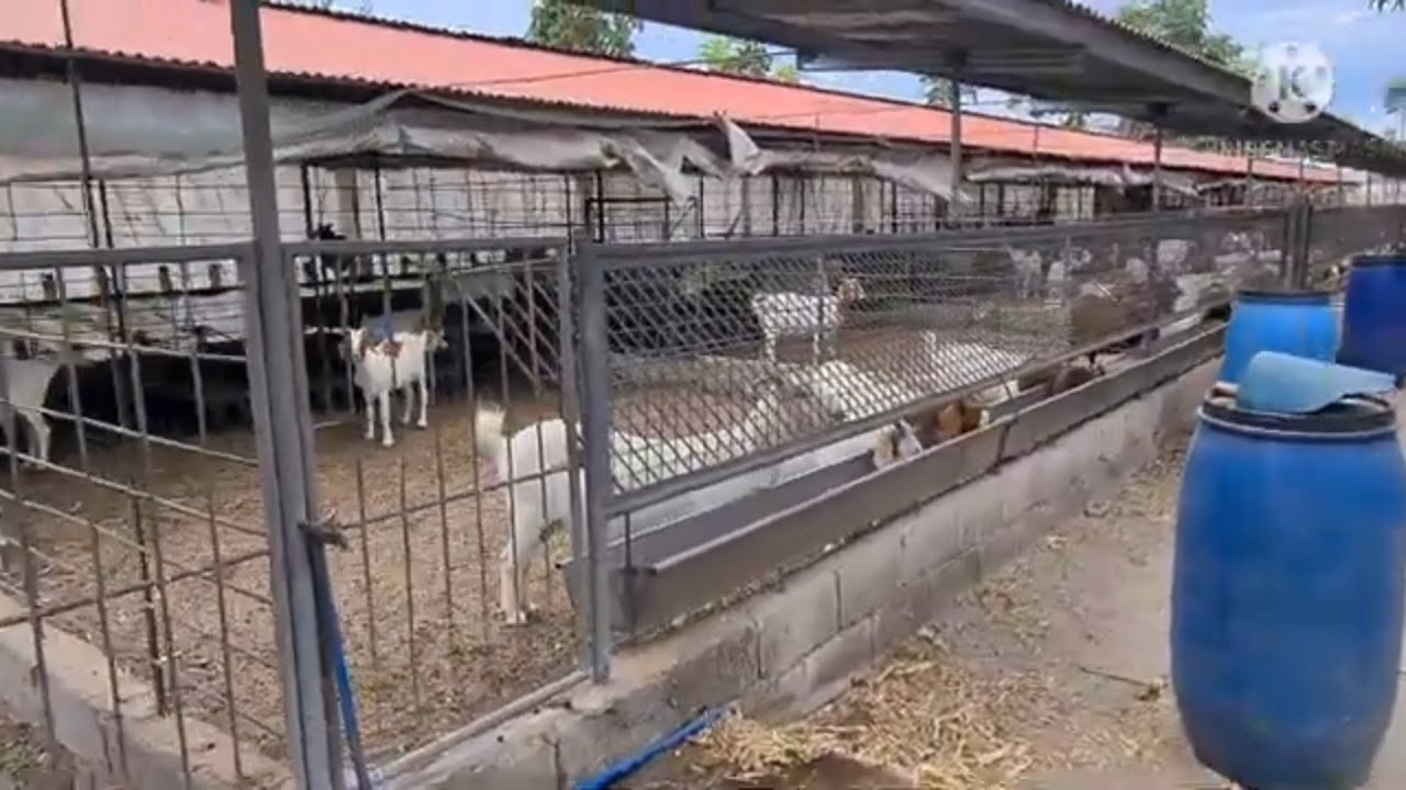 Malik Goat Farm