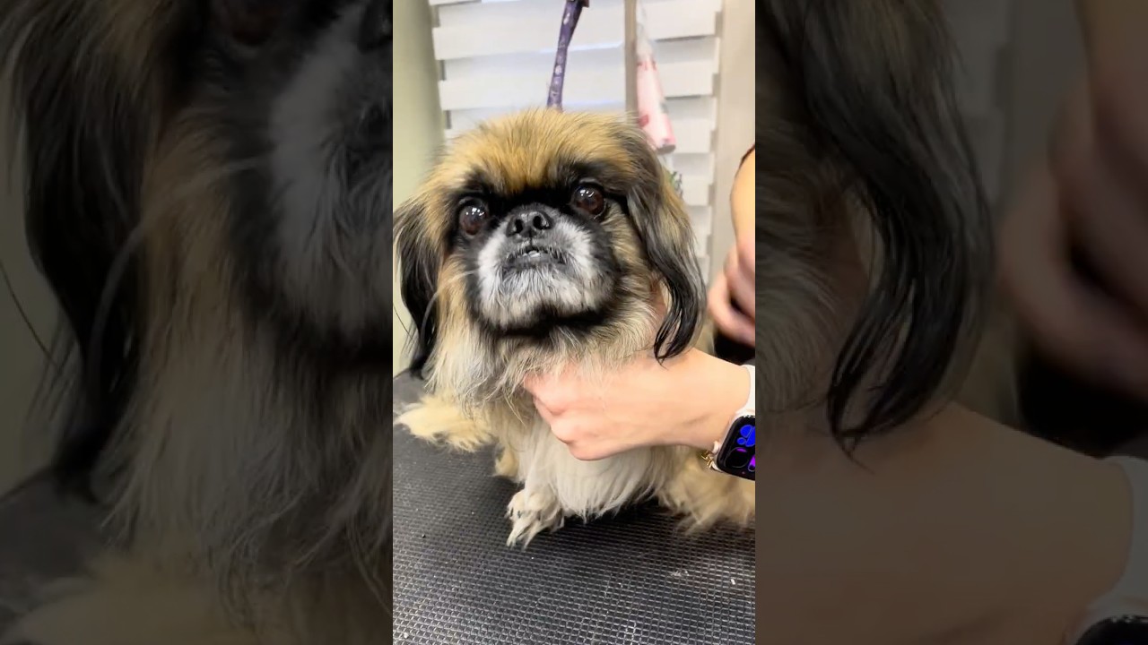 The Fluffiest Pekingese After His Ultimate Glow Up 🤍 #doggrooming #cuteanimals