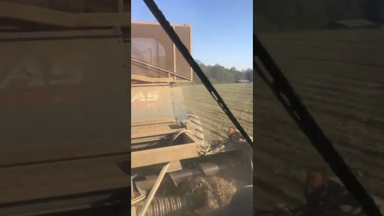 Picking south alabama peanuts #alabamapeanuts