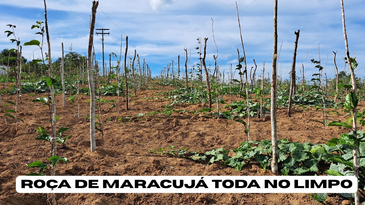 A roça de maracujá já está toda no limpo
