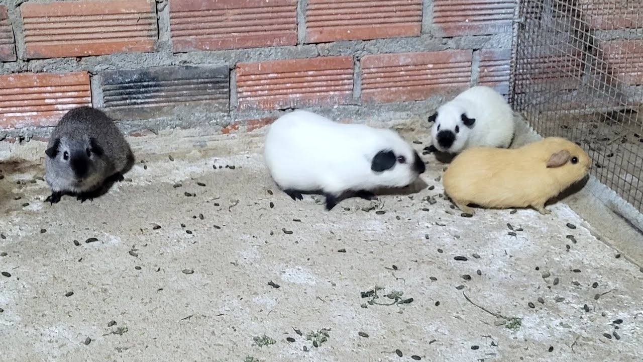 Bán bọ ú mỹ , cali , ame , có gửi tỉnh.