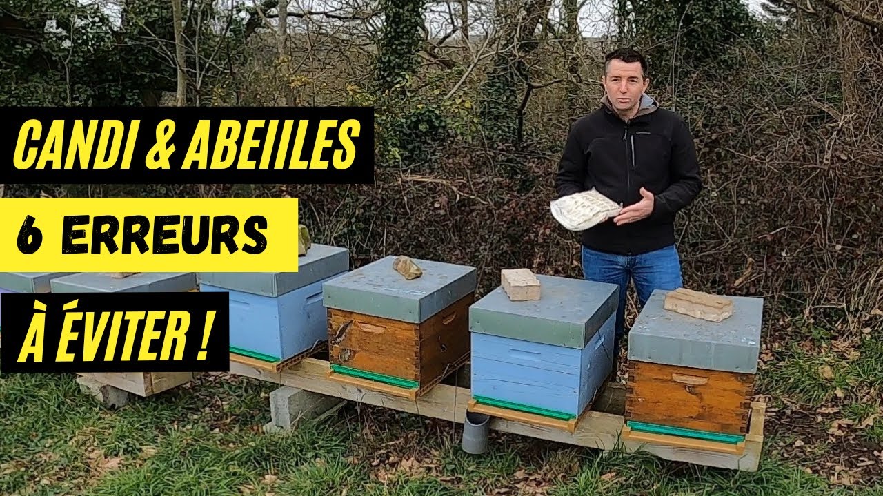 Donner du candi à ses abeilles - 6 ERREURS à éviter pour leur santé !