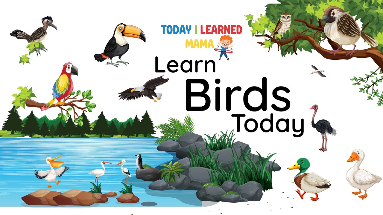 Learn Common Bird Name in 2 mins  | My First Birds | Today I Learned Mama