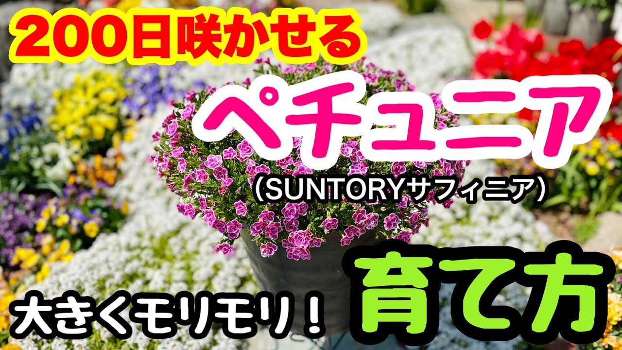 『ペチュニア』の育て方❣️誰でも簡単。春は絶対育てたい🌱SUNTORYサフィニア