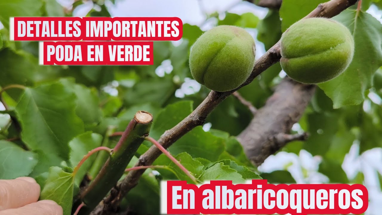 DETALLES IMPORTANTES DE LA PODA EN VERDE DEL ALBARICOQUERO