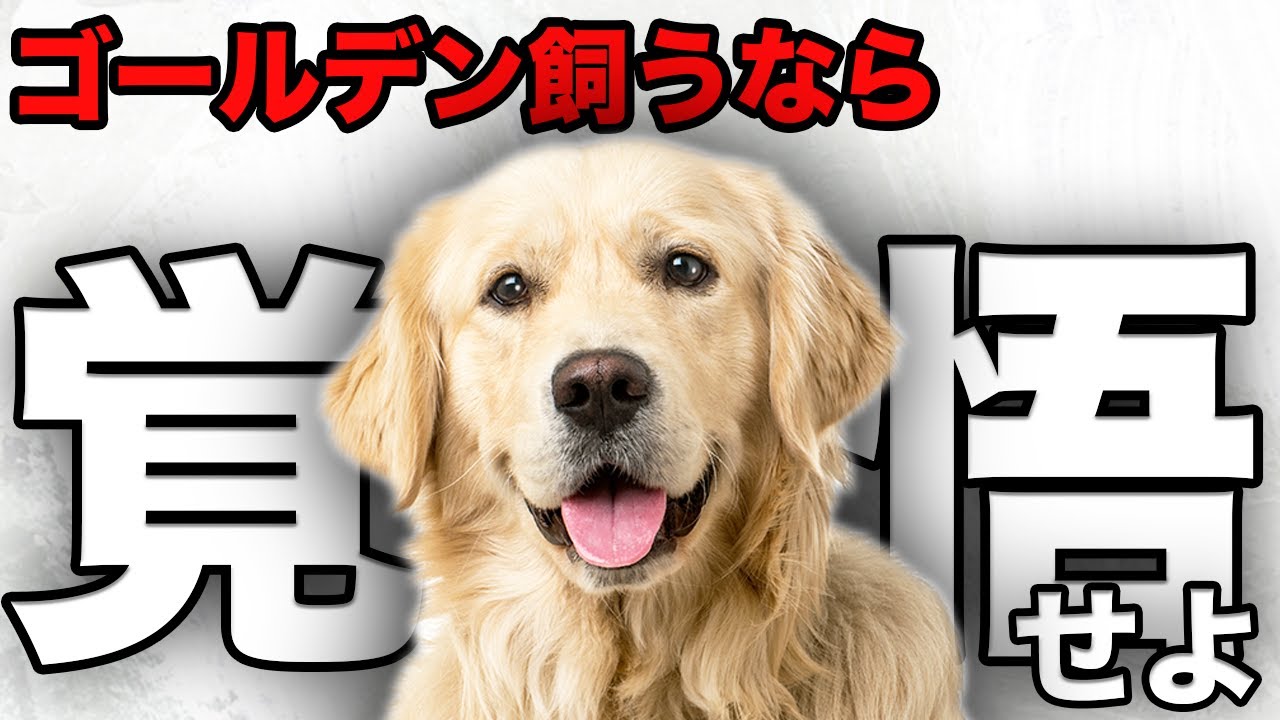 【解説】迎える前に1度見て！ゴールデンレトリバーの魅力や注意点について教えます！