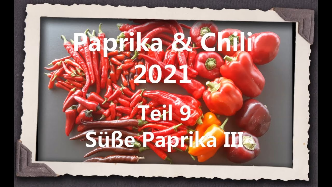 Paprika & Chili 2021 Teil 9 - Süße Paprika III