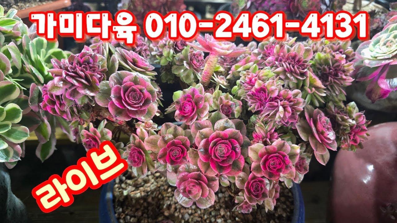 💥[3월 2일 라이브]가미다육 010-2461-4131(카드가능) 대박 예쁜 애들~♡