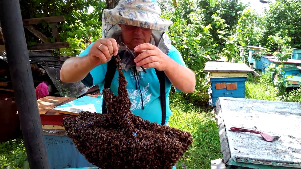 хороший привой