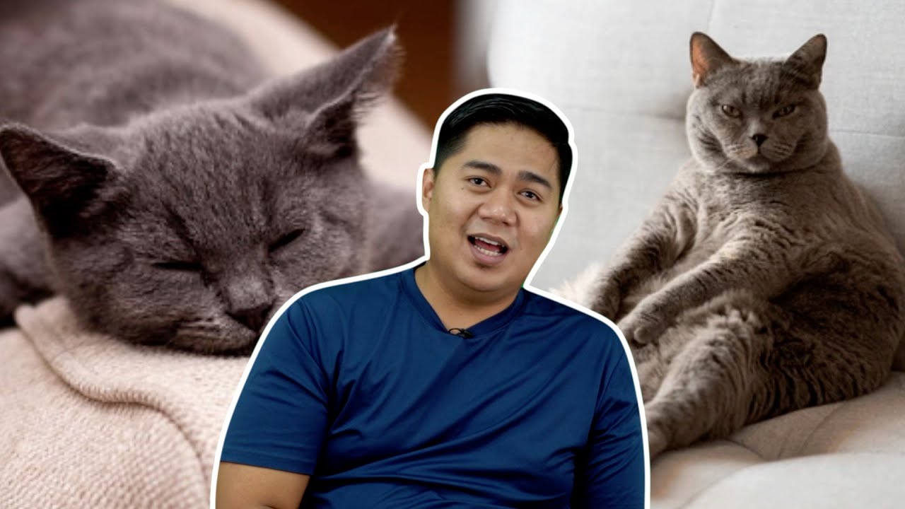 Senang Gila Bela British Shorthair