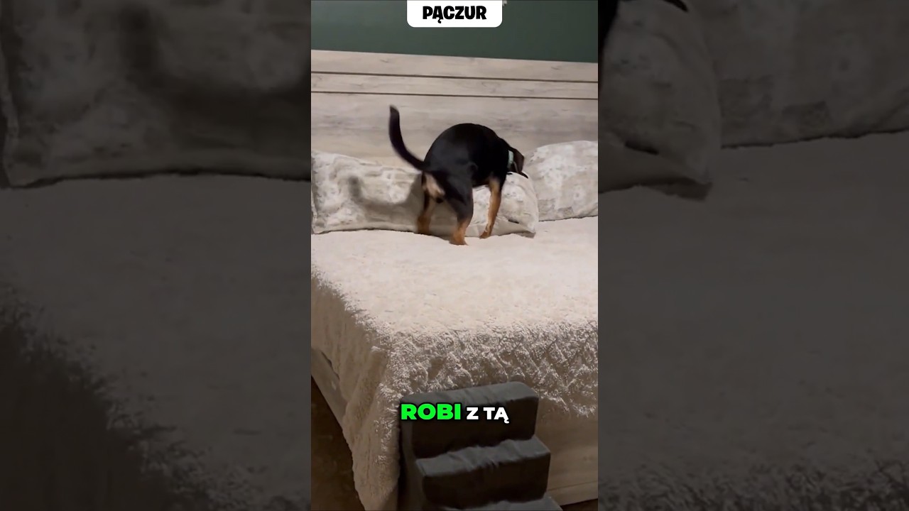PIES I PODUSZKA! 🛌🏻