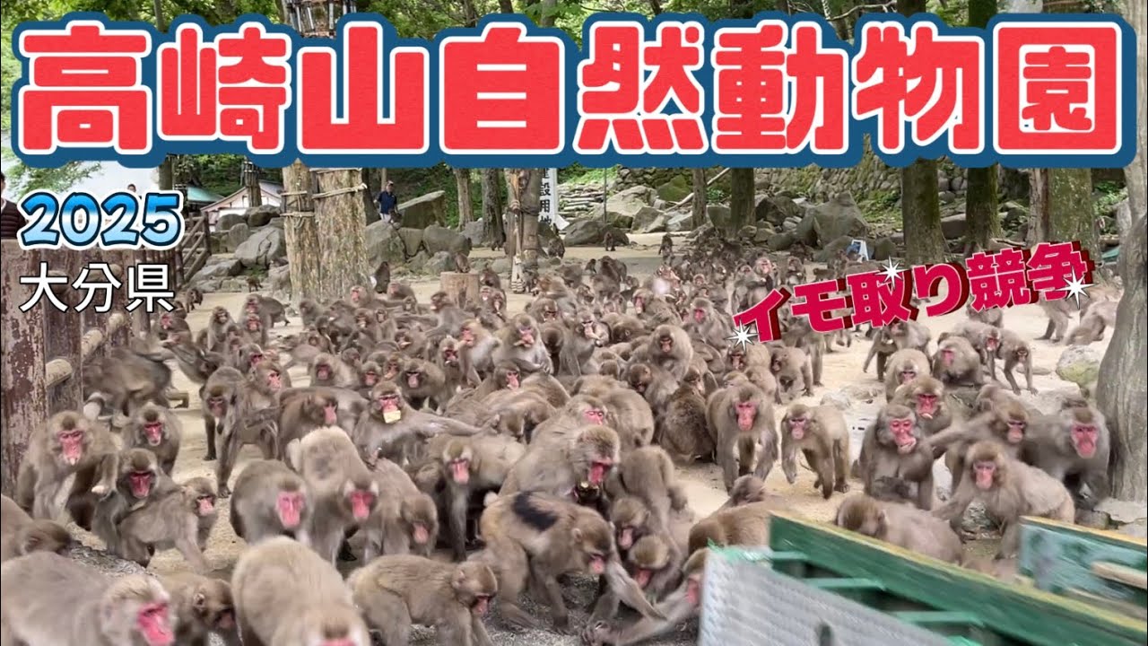 【行った気分】高崎山自然動物園 イモ取り競争 Takasakiyama Natural Zoological Garden