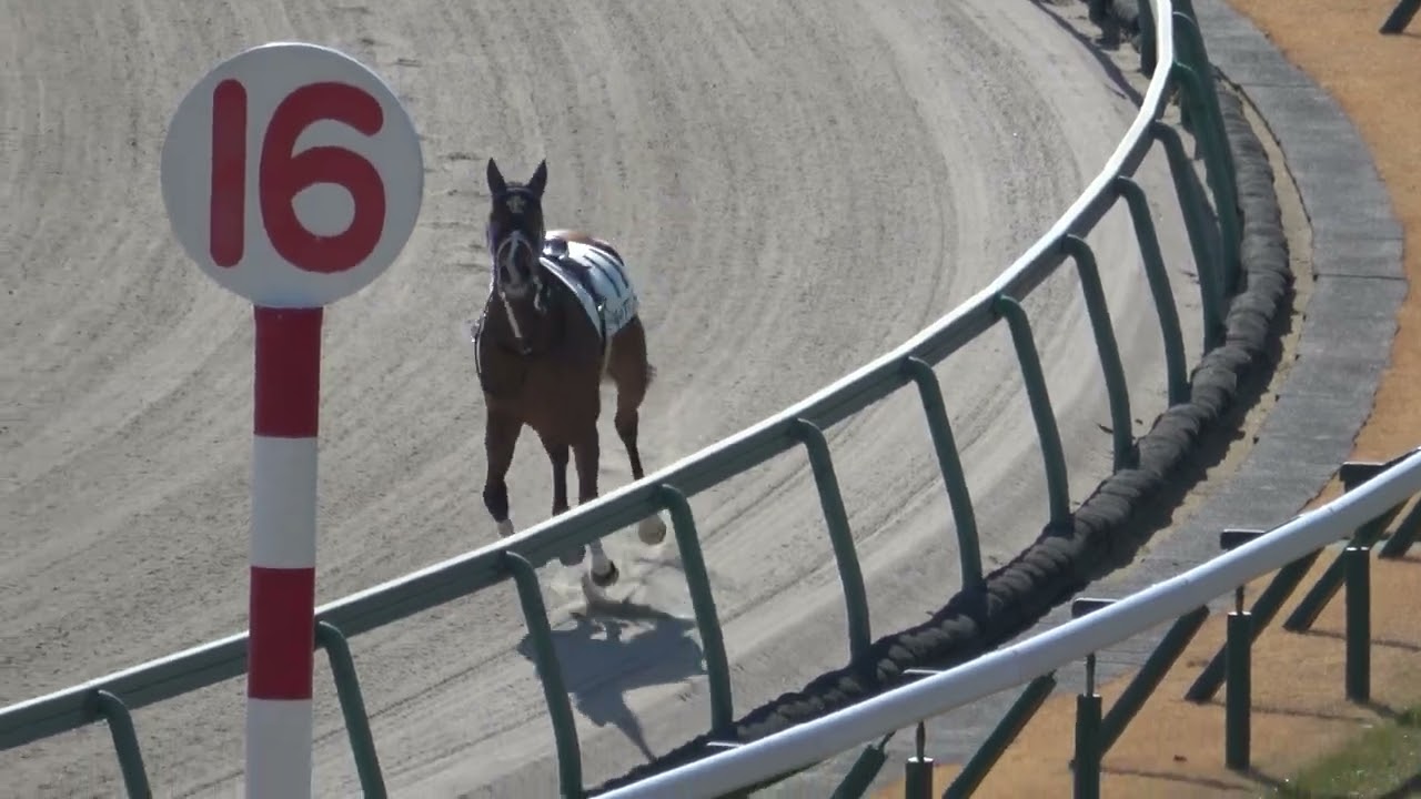【落馬】【放馬】⑪ディアマント デビュー戦でスタート直後に一人でレース‼ 初めてだから帰りの出口が分からない 現地映像
