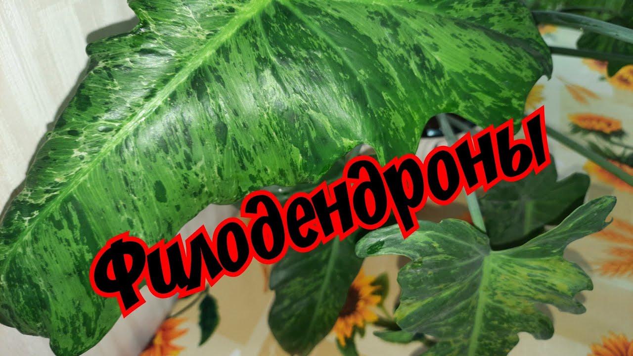 Филодендроны