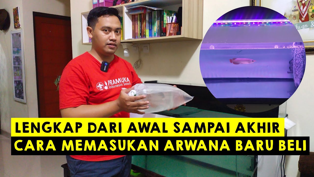Cara Memasukan Ikan ARWANA Baru Ke Aquarium