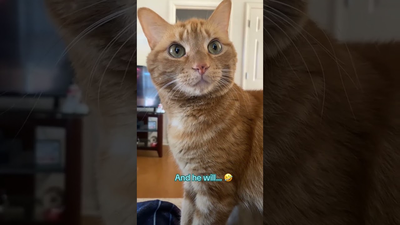 @crystalleeann39: Он может выглядеть милым и невинным, но внешность обманчива 🤣.. 