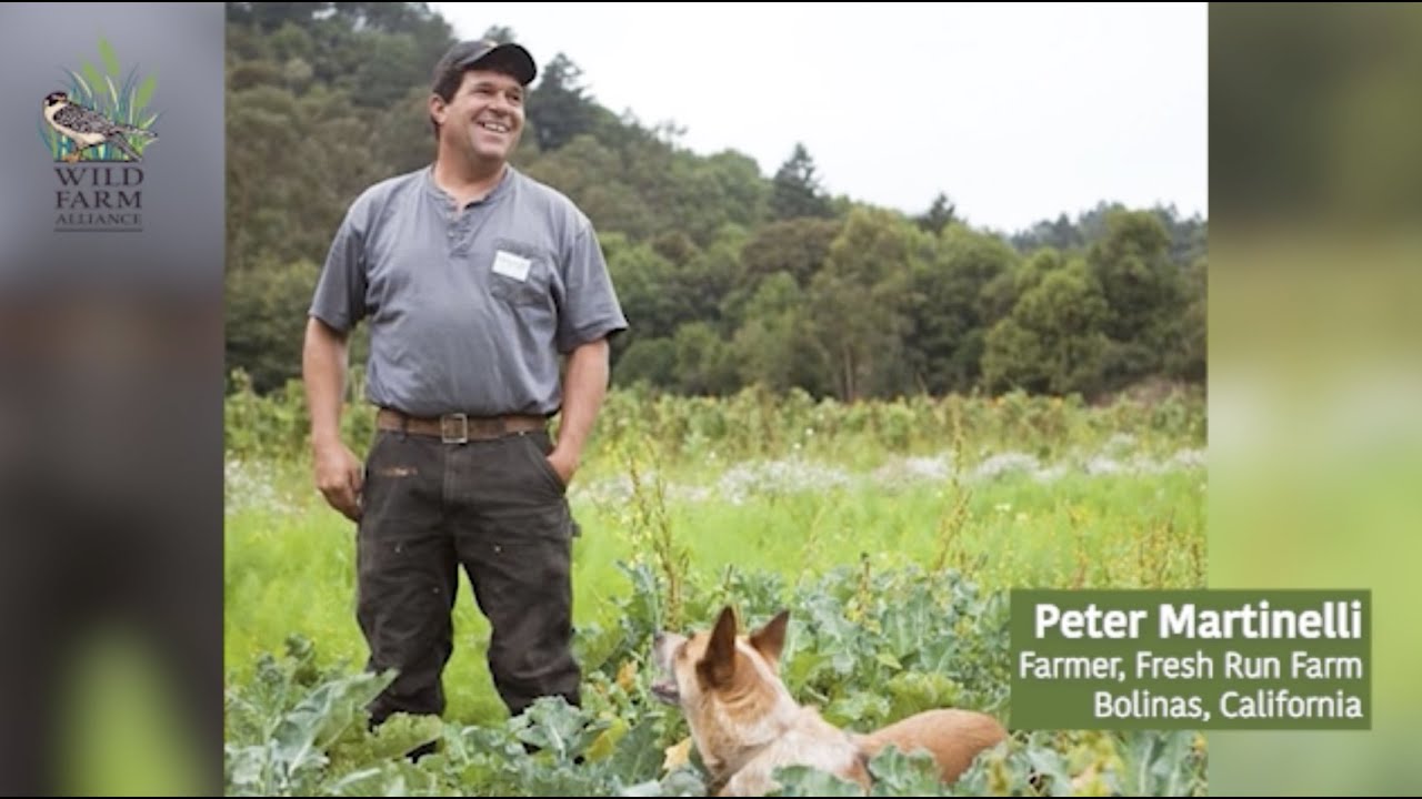 The Power of Raptors for Pest Control