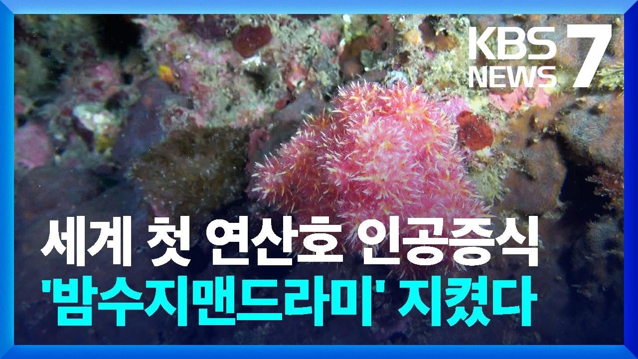 사라지는 연산호&hellip;세계 최초 인공 증식&middot;자연복원 성공 / KBS  2023.09.14.