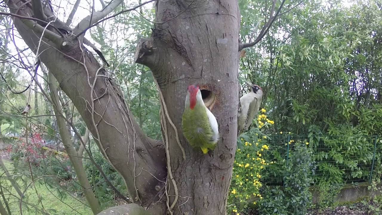 Picidae