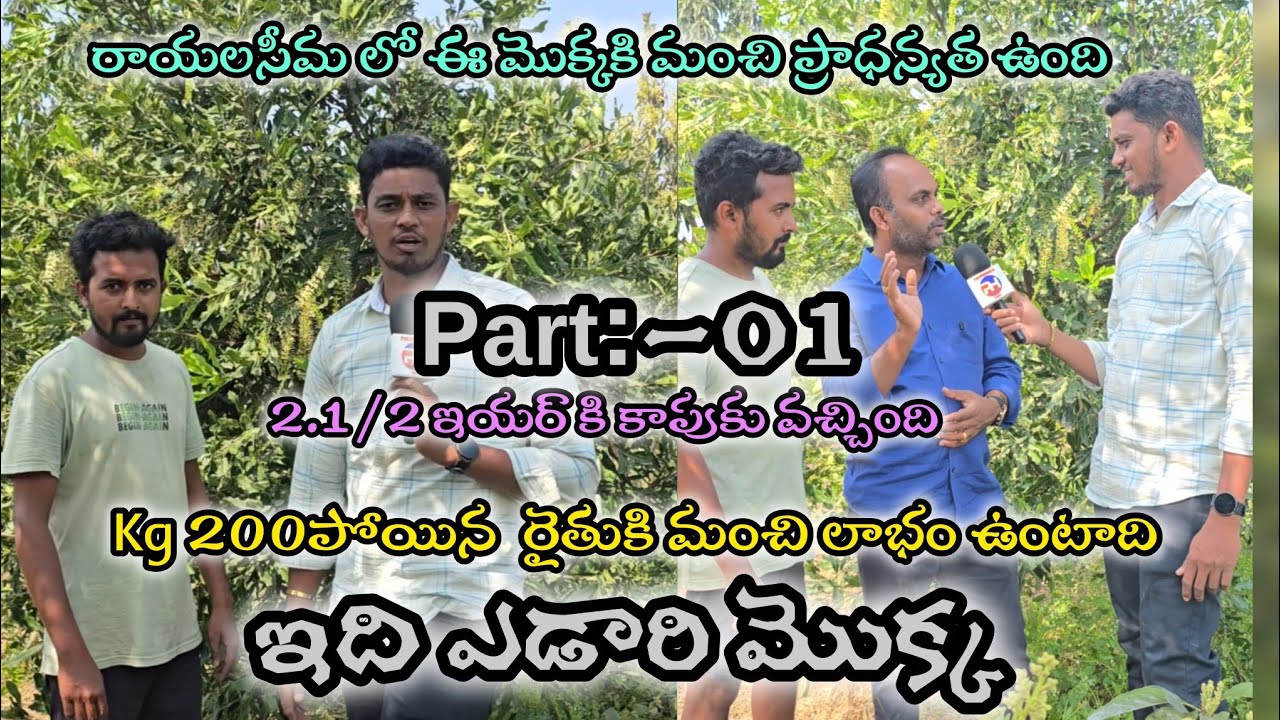 రైతుకు మంచి ఆధాయాన్ని ఇచ్చే ఎడారి మొక్క ఇది #pulivendulahari #trending #viral #agriculture 