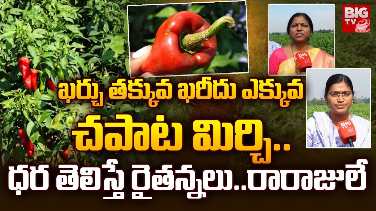 చపాట మిర్చి.. ధర తెలిస్తే రైతన్నలు..రారాజులే | Chapata Mirchi In Warangal | BIG TV